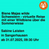 Biene Majas wilde Schwestern - virtuelle Reise mit einer Wildbiene über die Sommerwiese